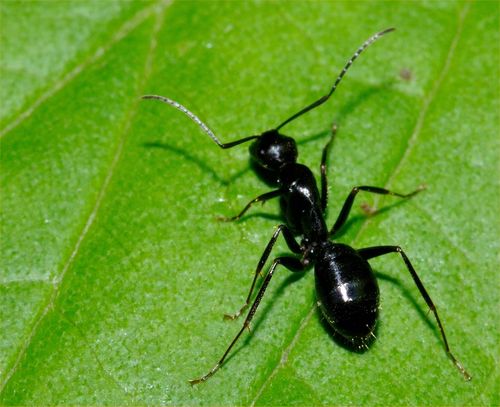 Lasius Niger O Formica Nera Sanita Ambientale