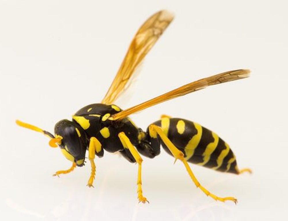 Polistes spp. o vespa cartonaia