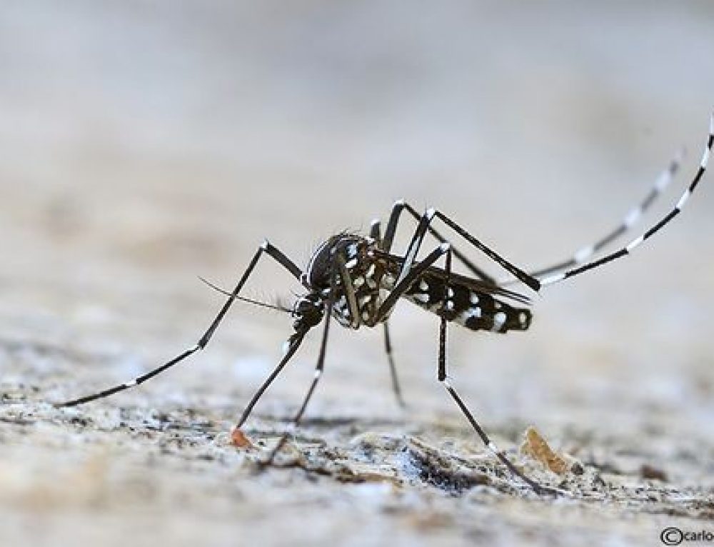 Aedes albopictus o Zanzara tigre