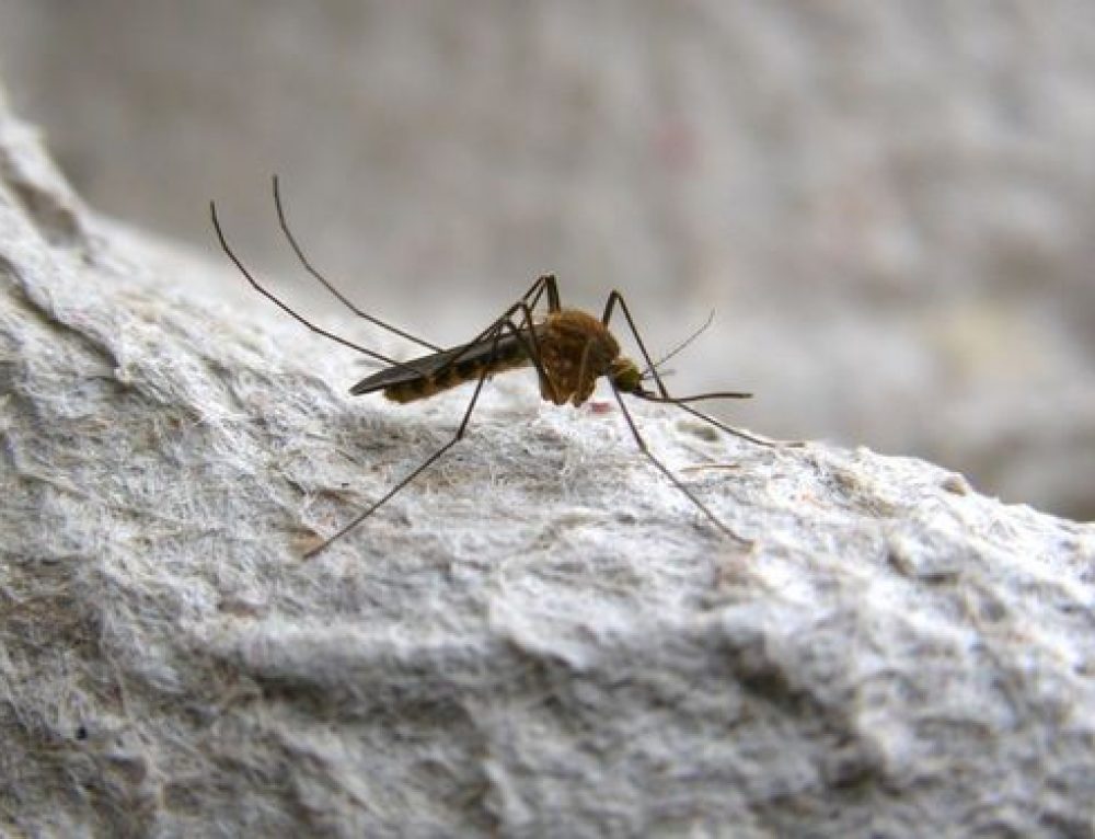 Culex pipiens o Zanzara comune